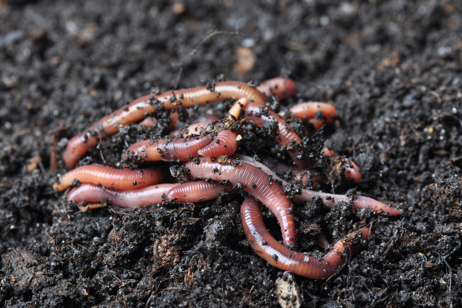 Garden Worms Renuable Resources Campbell River Landscape